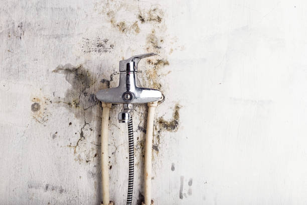  Hampton, TN Mold Removal Pros