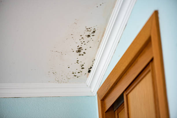 Mold Removal Process in Hampton, TN