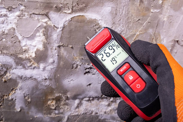 Best Mold Testing and Removal  in Hampton, TN