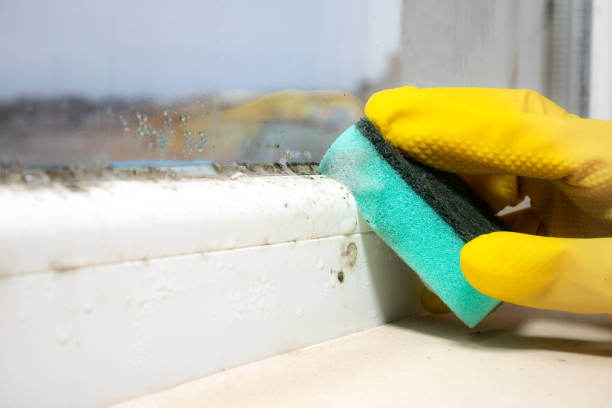 Mold Testing and Removal in Hampton, TN