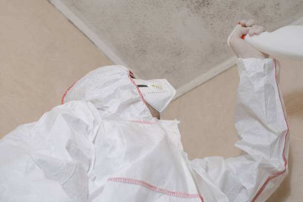 Best Mold Damage Repair  in Hampton, TN